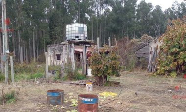 Quinta - Federacion