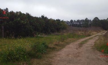Quinta - Federacion