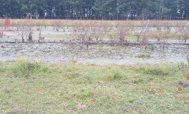 Quinta - Federacion