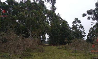 Quinta - Federacion