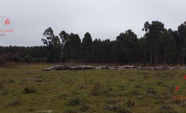 Quinta - Federacion