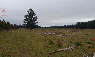 Quinta - Federacion