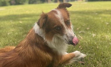 ALQUILER TEMPORAL CASAQUINTA LA BOTA