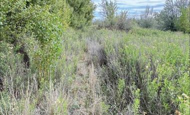 En Venta | Chacra en Allen | 6Has con Acceso a Ruta 65