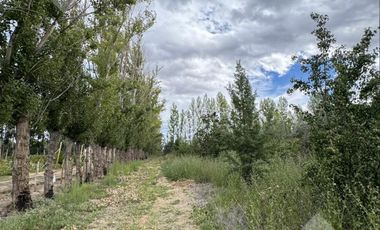 En Venta | Chacra en Allen | 6Has con Acceso a Ruta 65