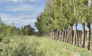 En Venta | Chacra en Allen | 6Has con Acceso a Ruta 65