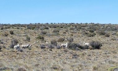 Campo en  Perito Moreno
