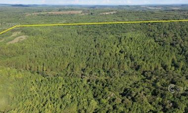 Se vende 60 ha con Pino y Arroyo Misiones.