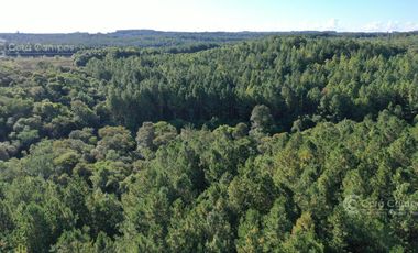 Se vende 60 ha con Pino y Arroyo Misiones.