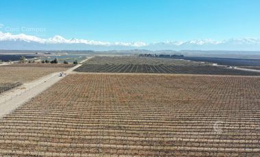 Se vende Finca en  Valle de Uco Mendoza. 300 ha de Viñedo en Producción Unicas. Lo mejor