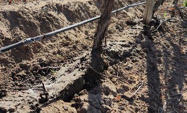 Se vende Finca en  Valle de Uco Mendoza. 300 ha de Viñedo en Producción Unicas. Lo mejor