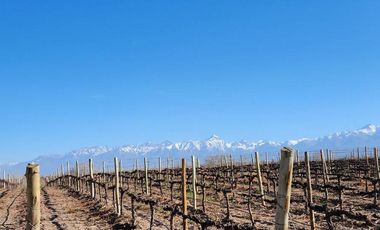Se vende Finca en  Valle de Uco Mendoza. 300 ha de Viñedo en Producción Unicas. Lo mejor