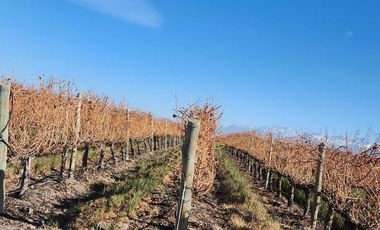 Se vende Finca en  Valle de Uco Mendoza. 300 ha de Viñedo en Producción Unicas. Lo mejor