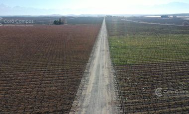 Se vende Finca en  Valle de Uco Mendoza. 300 ha de Viñedo en Producción Unicas. Lo mejor