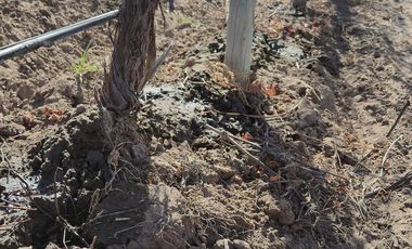 Se vende Finca en  Valle de Uco Mendoza. 300 ha de Viñedo en Producción Unicas. Lo mejor