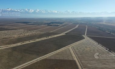 Se vende Finca en  Valle de Uco Mendoza. 300 ha de Viñedo en Producción Unicas. Lo mejor