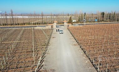 Se vende Finca en  Valle de Uco Mendoza. 300 ha de Viñedo en Producción Unicas. Lo mejor