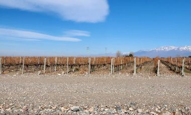 Se vende Finca en  Valle de Uco Mendoza. 300 ha de Viñedo en Producción Unicas. Lo mejor
