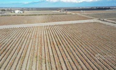 Se vende Finca en  Valle de Uco Mendoza. 300 ha de Viñedo en Producción Unicas. Lo mejor