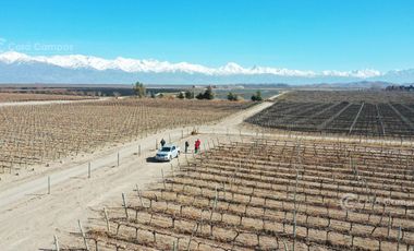 Se vende Finca en  Valle de Uco Mendoza. 300 ha de Viñedo en Producción Unicas. Lo mejor