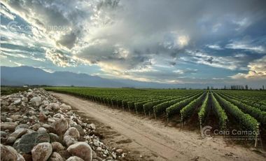 Se Vende Finca de 170ha con Plantaciones de Ajo en San Carlos, Mendoza
