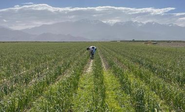 Se Vende Finca de 170ha con Plantaciones de Ajo en San Carlos, Mendoza