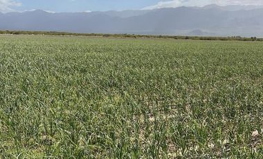 Se Vende Finca de 170ha con Plantaciones de Ajo en San Carlos, Mendoza