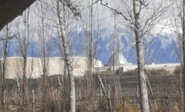 Se Vende Finca de 170ha con Plantaciones de Ajo en San Carlos, Mendoza