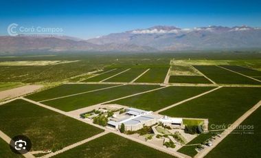 Se Vende Finca de 170ha con Plantaciones de Ajo en San Carlos, Mendoza