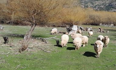 Chacra en El Hoyo- Chubut.