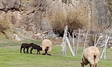 Chacra en El Hoyo- Chubut.