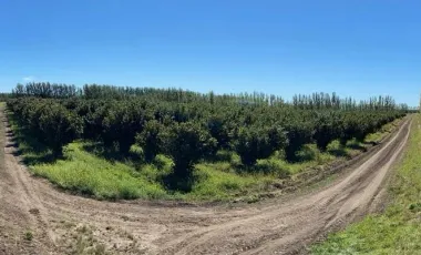 Chacra - Viedma