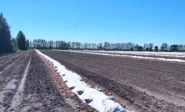 Chacra - Viedma