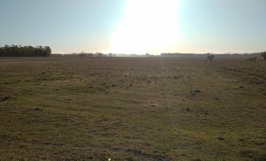 Chacra - Viedma