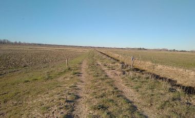Chacra - Viedma