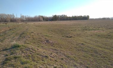 Chacra - Viedma