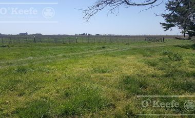Chacra en Venta de 34 has en Lezama. Ideal para Producir y Disfrutar