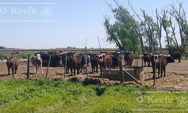 Chacra en Venta de 34 has en Lezama. Ideal para Producir y Disfrutar