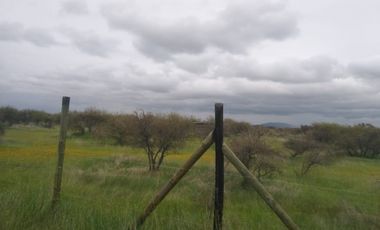 CAUQUENES