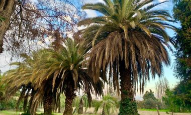 Parcela en venta  en REQUINOA