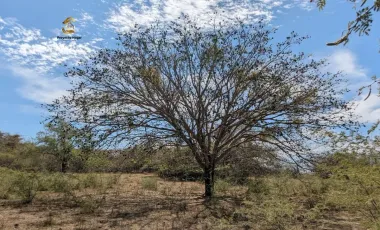 Finca-Rancho en venta en Comala, Comala, Colima