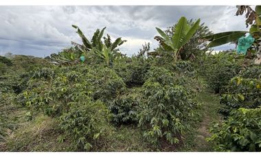 VENTA DE FINCA EN QUIMBAYA, QUINDO, COLOMBIA