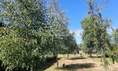 Parcela en venta  en PITRUFQUÉN