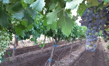 Finca con casa, departamentos y galpón en venta