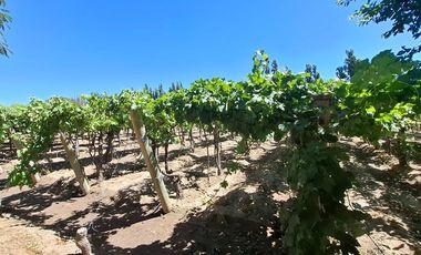 Finca con casa, departamentos y galpón en venta