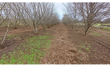 Parcela en Venta con Plantaciones en Pemuco - Ñuble