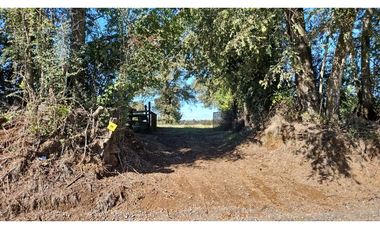 Parcela en Venta con Plantaciones en Pemuco - Ñuble