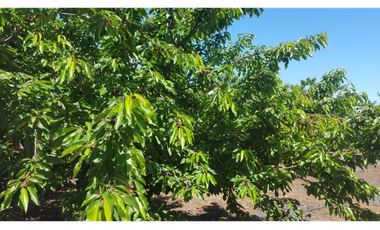 Parcela en Venta con Plantaciones en Pemuco - Ñuble