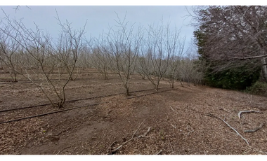 Parcela en Venta con Plantaciones en Pemuco - Ñuble