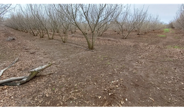 Parcela en Venta con Plantaciones en Pemuco - Ñuble